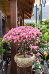 Blooming camellia bush and bonsai trees in a pots