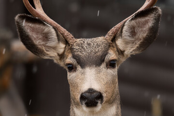 Mule deer (Odocoileus hemionus) buck in spring snowstorm;  Grand Teton NP;  Wyoming