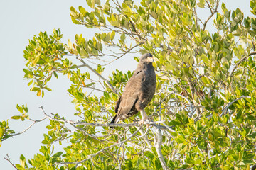 Cuban Black Hawk