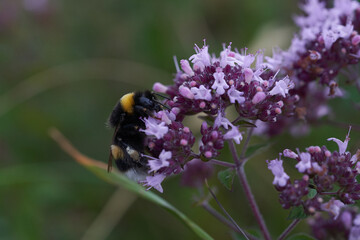 bumblebee bumble bee humble Bombus Apidae Violet flower