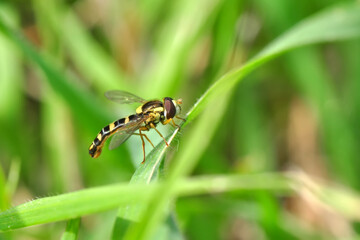 Macro shot of a hoverfly in the garden