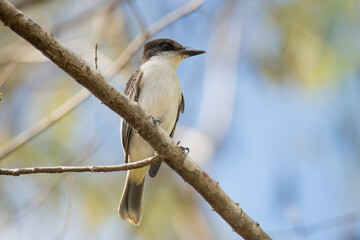 Loggerhead Kingbird