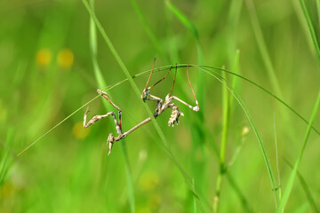 Close up of pair of Beautiful European mantis ( Mantis religiosa )