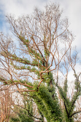Australian bushfires aftermath: eucalyptus trees recovering after severe fire damage. Eucalyptus can survive and re-sprout from buds under their bark or from a lignotuber at the base of the tree.
