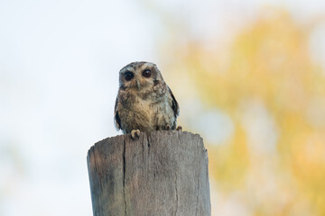 Naklejka na ściany i meble Bare-legged Owl