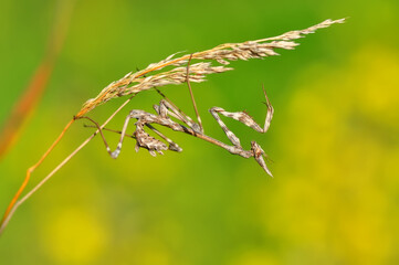 Close up of pair of Beautiful European mantis ( Mantis religiosa )