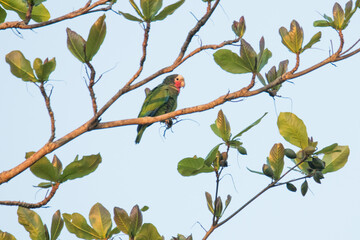 Cuban Parrot