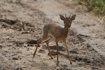 Cute Dik Dik Africa Safari Gras Wild