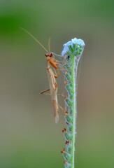 Close up of pair of Beautiful European mantis ( Mantis religiosa )