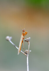Close up of pair of Beautiful European mantis ( Mantis religiosa )