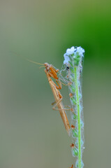 Close up of pair of Beautiful European mantis ( Mantis religiosa )