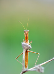 Close up of pair of Beautiful European mantis ( Mantis religiosa )