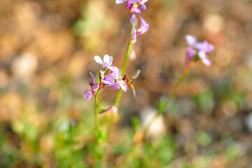 Macro shot of a hoverfly in the garden