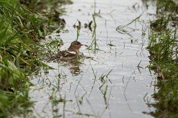 Bathing common chaffinch simply chaffinch Fringilla coelebs finch