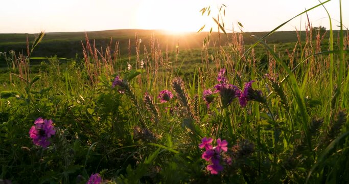 pink flowers rustle in a gentle breeze on a prairie evening