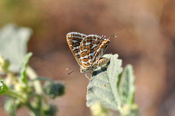 Closeup beautiful butterfly in a summer garden