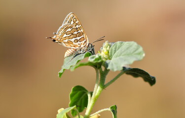 Closeup beautiful butterfly in a summer garden
