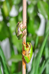 Beautiful Europaean Tree frog Hyla arborea 