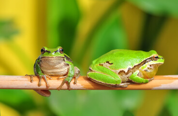 Beautiful Europaean Tree frog Hyla arborea 