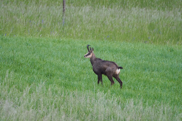Obraz na płótnie Canvas Chamois Rupicapra rupicapra goat antelope switzerland Jura Aargau