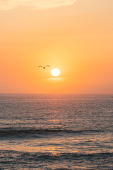 Bird flying over sea during sunset