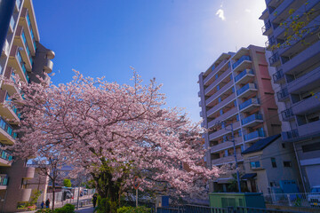 帷子川の満開の桜と街並み