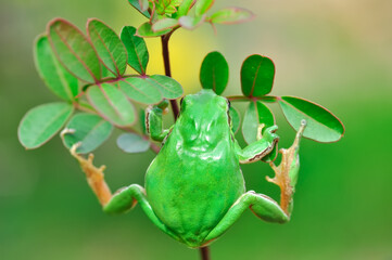 Beautiful Europaean Tree frog Hyla arborea 