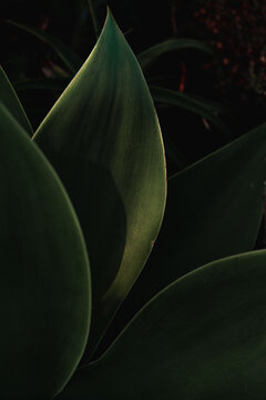 Close up of green succulent leaves