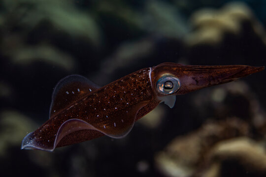 Caribbean Reef Squid