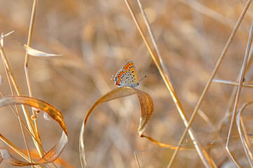 Closeup beautiful butterfly in a summer garden
