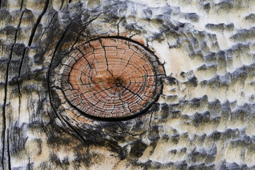 High resolution wooden texture wooden grey brown black white lines branch