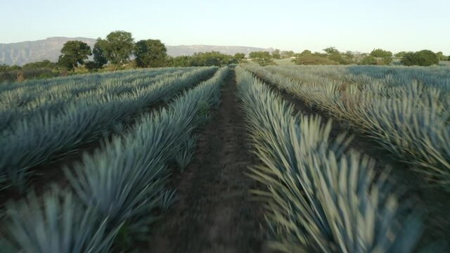 Aerial shot of green plants on field by town against sky, drone ascending forward over Agave tequilana at farm