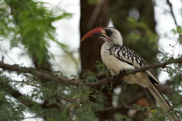 Northern Red Billed Hornbill Tockus Erythrorhynchus Portrait Africa
