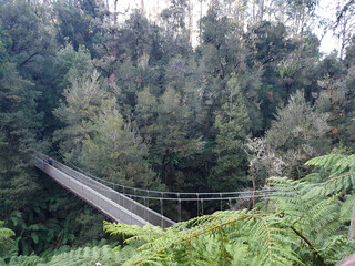 Suspension Bridge at Tarra Bulga National Park