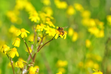 Beautiful  Bee macro in green nature 