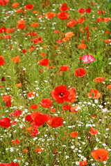 Obraz na płótnie Canvas Mohnblumen & field red poppy Photographs
