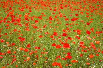 Mohnblumen & field red poppy Photographs