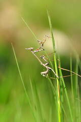 Close up of pair of Beautiful European mantis ( Mantis religiosa )