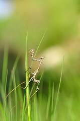 Close up of pair of Beautiful European mantis ( Mantis religiosa )