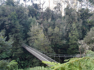 Suspension Bridge at Tarra Bulga National Park