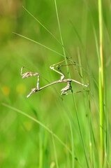 Close up of pair of Beautiful European mantis ( Mantis religiosa )