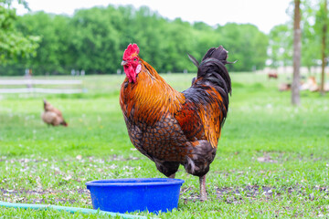 Free range rooster on the farm
