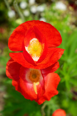 Mohnblumen & field red poppy Photographs