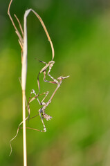 Close up of pair of Beautiful European mantis ( Mantis religiosa )