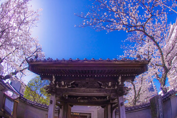 横浜洪福寺の桜と晴天