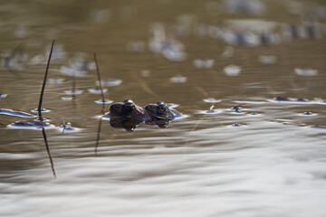 Water frog Pelophylax and Bufo Bufo in mountain lake with beautiful reflection of eyes Spring Mating
