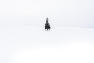 北海道美瑛のクリスマスツリーの木　冬