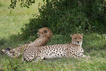 Cheetah Brothers Africa Safari Masai Mara Portrait