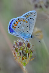 Closeup beautiful butterfly in a summer garden

