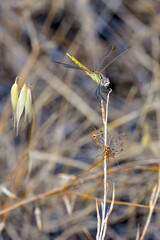 Macro shots, Beautiful nature scene dragonfly.   